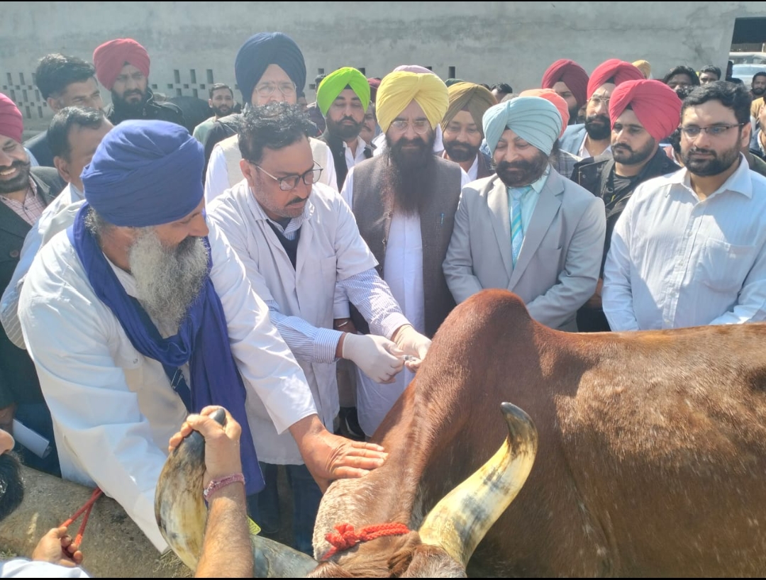 ਪੰਜਾਬ ਵਿੱਚ ਲੰਪੀ ਸਕਿੱਨ ਬਿਮਾਰੀ ਤੋਂ ਬਚਾਅ ਲਈ ਵਿਆਪਕ ਟੀਕਾਕਰਨ ਮੁਹਿੰਮ ਦੀ ਹੋਈ ਸ਼ੁਰੂਆਤ