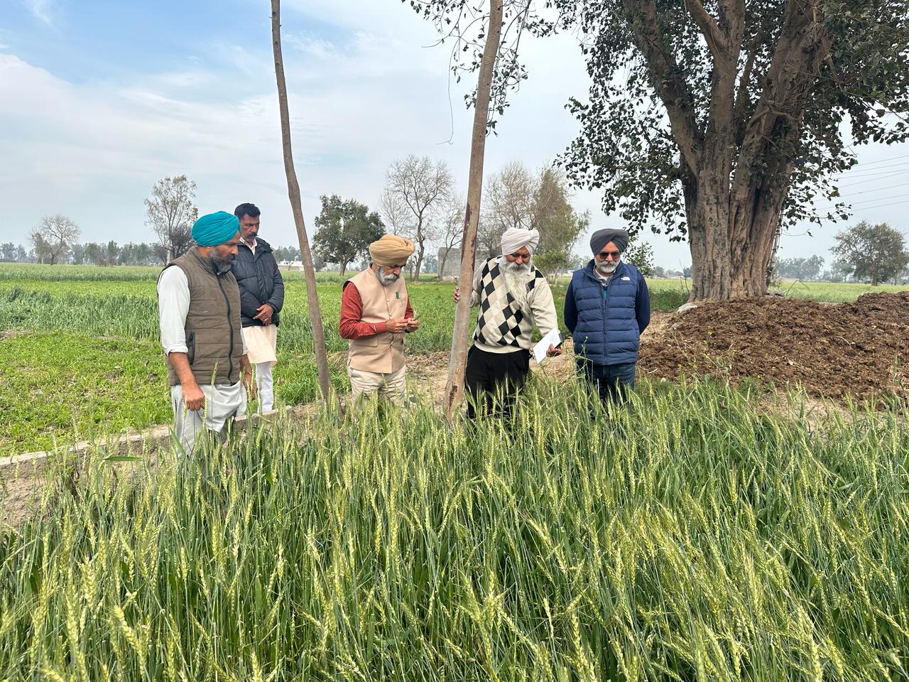 ਮੁੱਖ ਖੇਤੀਬਾੜੀ ਅਫਸਰ ਫਰੀਦਕੋਟ ਵੱਲੋਂ ਮੀਹ/ਗੜ੍ਹੇਮਾਰੀ ਨਾਲ ਪ੍ਰਭਾਵਿਤ ਖੇਤਾਂ ਦਾ ਦੌਰਾ