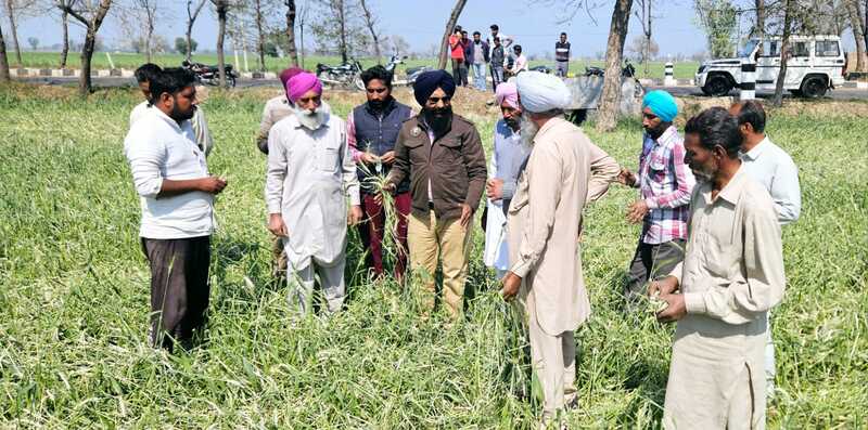 ਖੇਤੀਬਾੜੀ ਵਿਭਾਗ ਵੱਲੋਂ ਸੰਗਤ ਬਲਾਕ ਵਿਖੇ ਫ਼ਸਲਾਂ ਦੇ ਨੁਕਸਾਨ ਦਾ ਲਿਆ ਗਿਆ ਜਾਇਜਾ