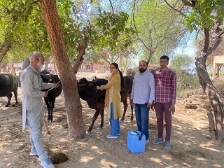 ਗਾਵਾਂ ਨੂੰ ਲੰਪੀ ਸਕਿਨ ਬੀਮਾਰੀ ਤੋਂ ਬਚਾਉਣ ਲਈ ਪਸ਼ੂ ਪਾਲਣ ਵਿਭਾਗ ਵੱਲੋਂ ਤਹਿਸੀਲ ਅਬੋਹਰ ਵਿਖੇ ਟੀਕਾਕਰਨ ਦੀ ਸ਼ੁਰੂਆਤ