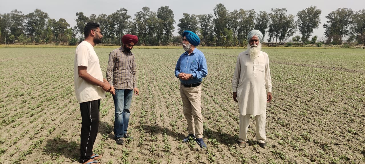 ਕਣਕ ਦੀ ਕਟਾਈ ਉਪਰੰਤ ਗਰਮੀ ਰੁੱਤ ਦੀ ਮੂੰਗੀ /ਮਾਂਹ ਦੀ ਕਾਸ਼ਤ ਕਰਕੇ ਵਾਧੂ ਆਮਦਨ ਲਈ ਜਾ ਸਕਦੀ ਹੈ :ਮੁੱਖ ਖੇਤੀਬਾੜੀ ਅਫ਼ਸਰ