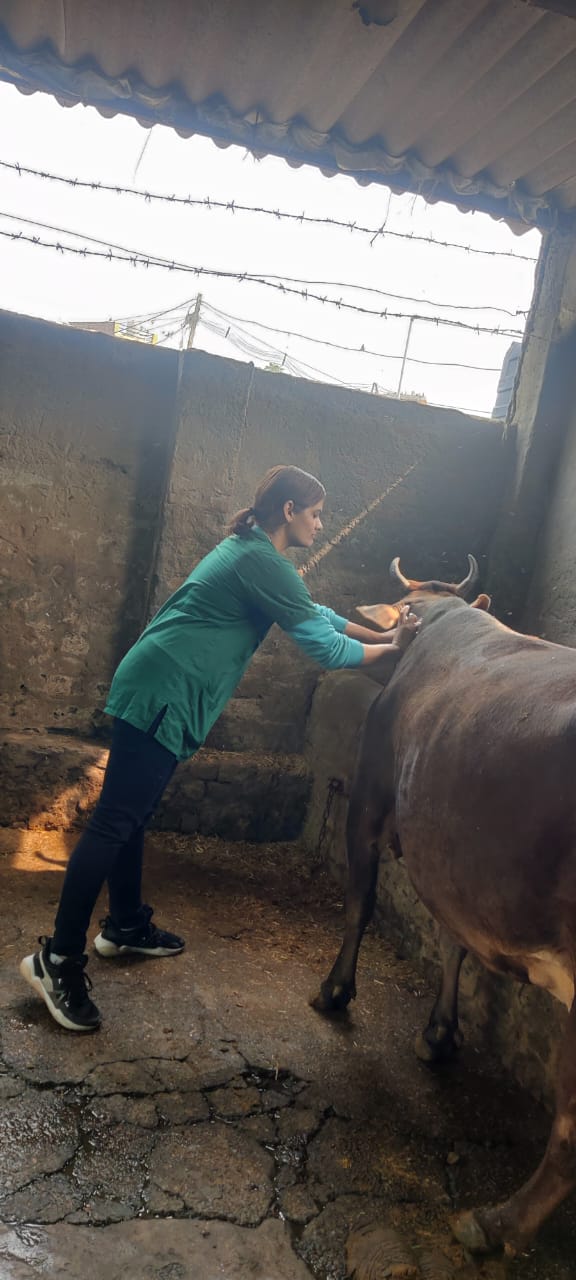 ਪਸ਼ੂ ਪਾਲਣ ਵਿਭਾਗ ਵੱਲੋਂ ਪਸ਼ੂਆਂ ਵਿੱਚ ਮੂੰਹਖੁਰ ਦੀ ਬਿਮਾਰੀ ਤੋਂ ਬਚਾਅ ਲਈ ਟੀਕਾਕਰਨ ਦਾ ਕੰਮ ਜੰਗੀ ਪੱਧਰ ਤੇ ਜਾਰੀ
