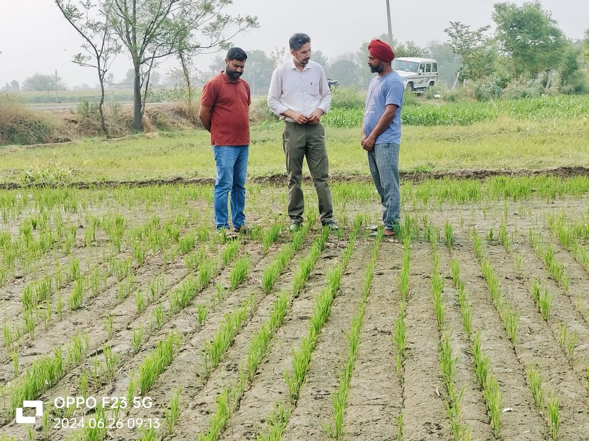 ਝੋਨੇ ਦੀ ਪਨੀਰੀ ਦਾ ਸਰਵੇਖਣ ਜਾਰੀ