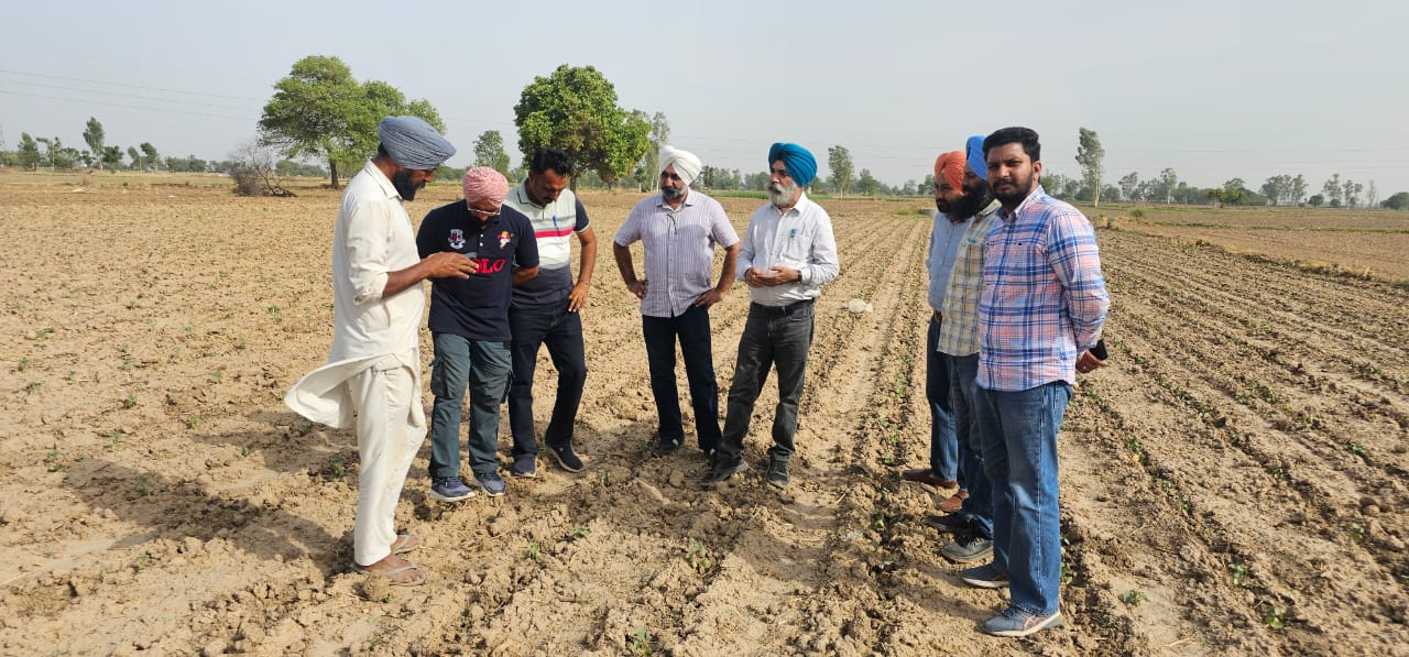 ਨਰਮੇ ਦੀ ਫ਼ਸਲ ਨੂੰ ਕੀੜਿਆਂ ਤੋਂ ਬਚਾਉਣ ਅਤੇ ਭਰਪੂਰ ਪੈਦਾਵਰ ਲਈ ਨਿਰੰਤਰ ਨਿਰੀਖਣ ਦੀ ਜ਼ਰੂਰਤ- ਡਾ. ਅਮਰੀਕ ਸਿੰਘ