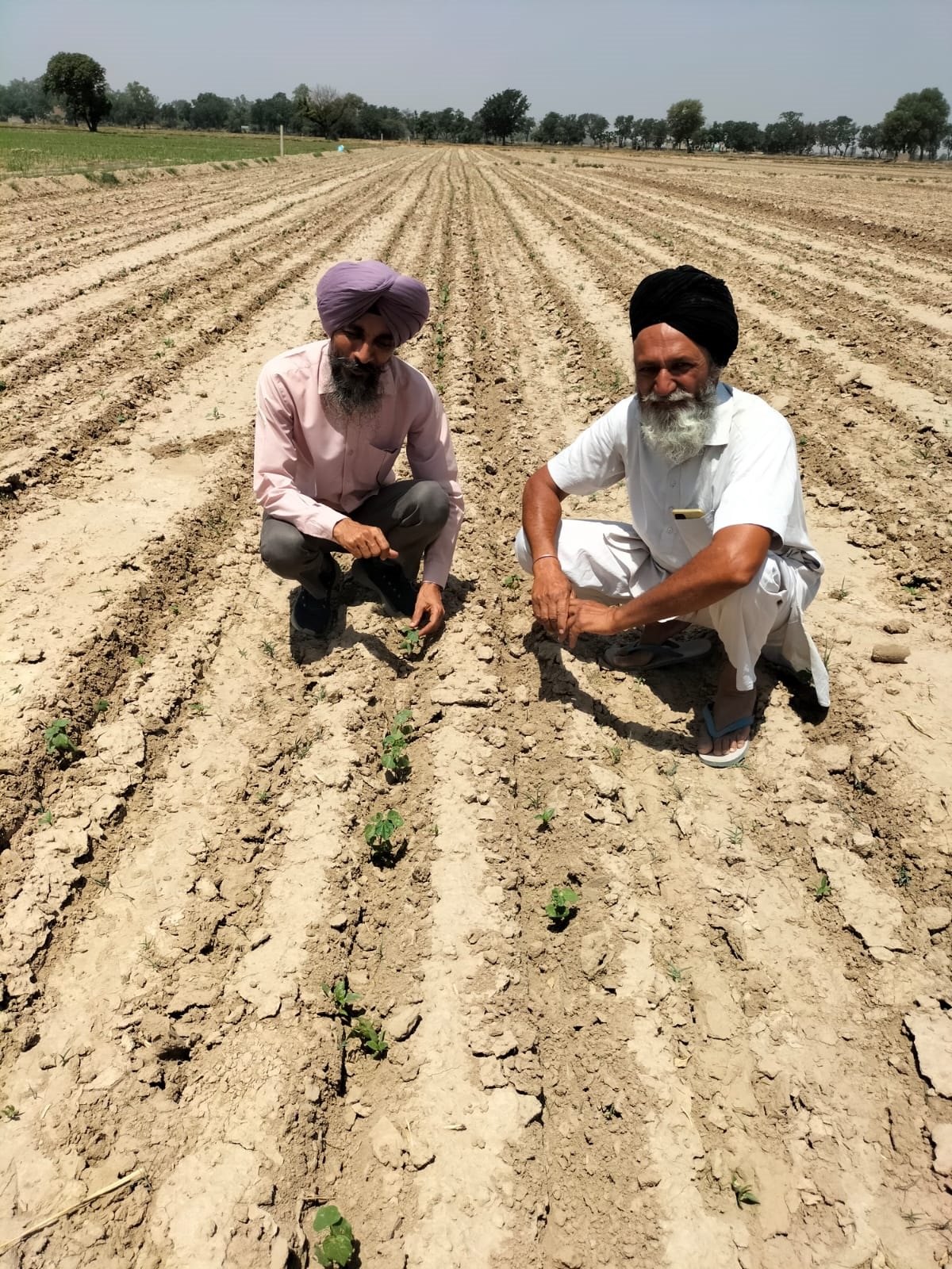 ਫਾਜ਼ਿਲਕਾ ਜ਼ਿਲ੍ਹੇ ਵਿਚ ਸਵਾ ਲੱਖ ਏਕੜ ਰਕਬੇ ਵਿਚ ਹੋਈ ਨਰਮੇ ਦੀ ਬਿਜਾਈ