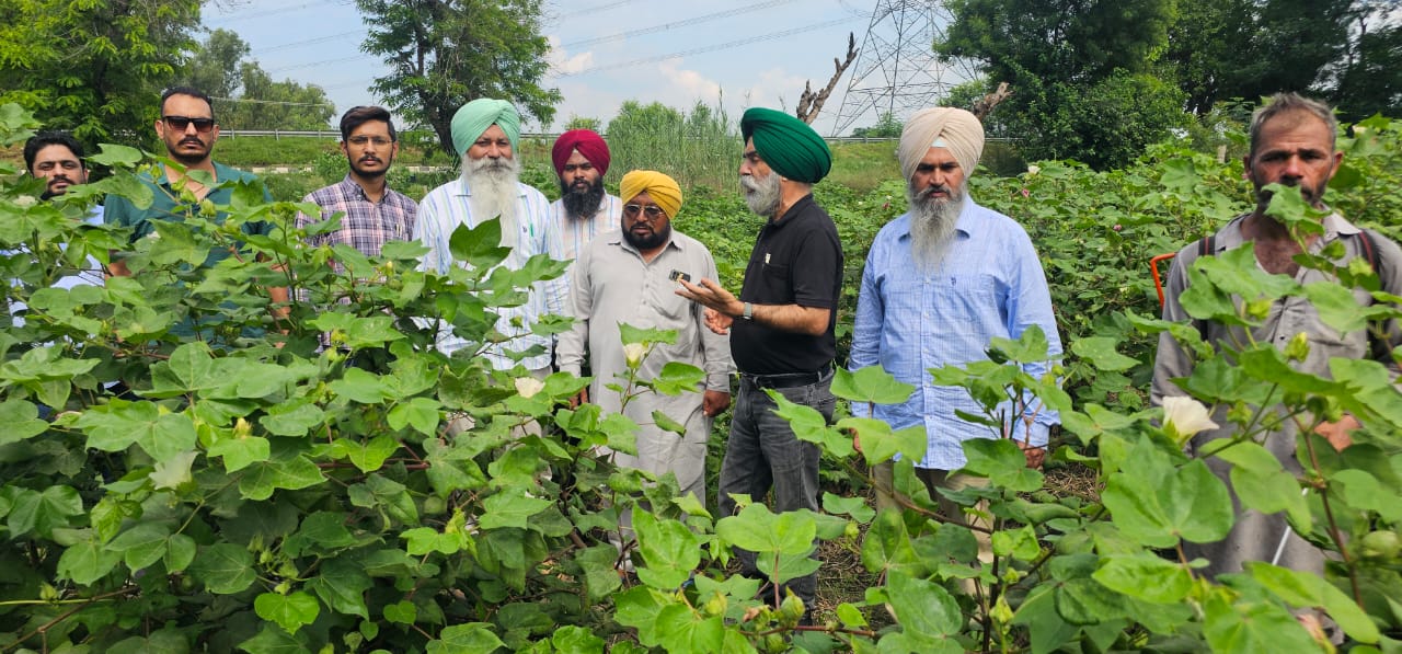 ਰੁਕ ਰੁਕ ਕੇ ਬਾਰਸ਼ਾਂ ਹੋਣ ਨਾਲ ਨਰਮੇ ਦੀ ਫਸਲ ਪਹਿਲਾਂ ਨਾਲੋਂ ਬੇਹਤਰ ਹਾਲਤ ਵਿੱਚ : ਮੁੱਖ ਖੇਤੀਬਾੜੀ ਅਫ਼ਸਰ