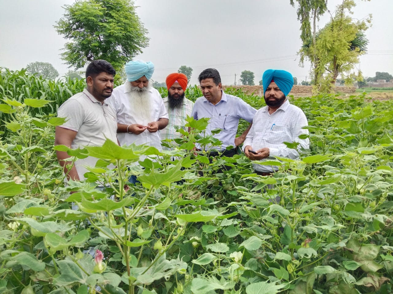 ਨਰਮੇ ਦੀ ਕਾਸ਼ਤ ਕਰਨ ਵਾਲੇ ਕਿਸਾਨ ਖੇਤਾਂ ਦਾ ਲਗਾਤਾਰ ਸਰਵੇਖਣ ਕਰਦੇ ਰਹਿਣ- ਡਾ. ਕੁਲਵੰਤ ਸਿੰਘ