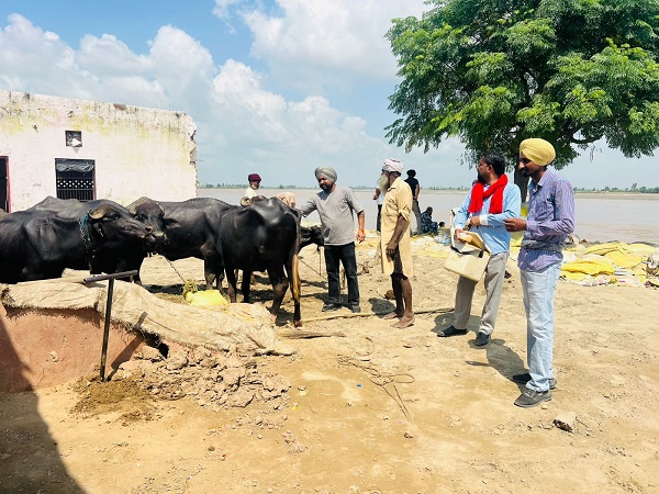 ਪੰਜਾਬ ਸਰਕਾਰ ਵੱਲੋਂ ਹੜ੍ਹਾਂ ਪਿੱਛੋਂ ਪਸ਼ੂਆਂ ਦੀ ਸੁਰੱਖਿਆ ਲਈ ਵਿਆਪਕ ਤੇ ਸਮਾਂਬੱਧ ਕਾਰਜ ਯੋਜਨਾ ਤਿਆਰ