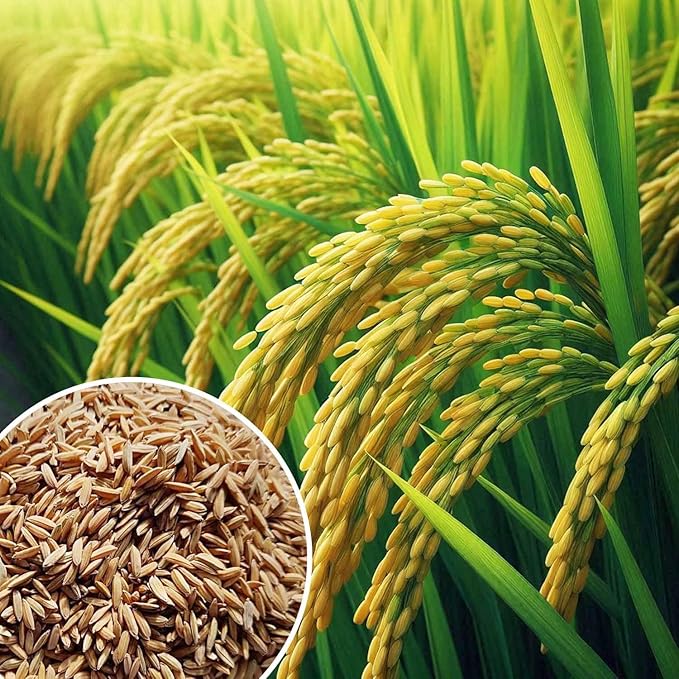 ਝੋਨੇ ਦੀ ਚੁਕਾਈ 100 ਲੱਖ ਮੀਟ੍ਰਿਕ ਟਨ ਤੋਂ ਪਾਰ