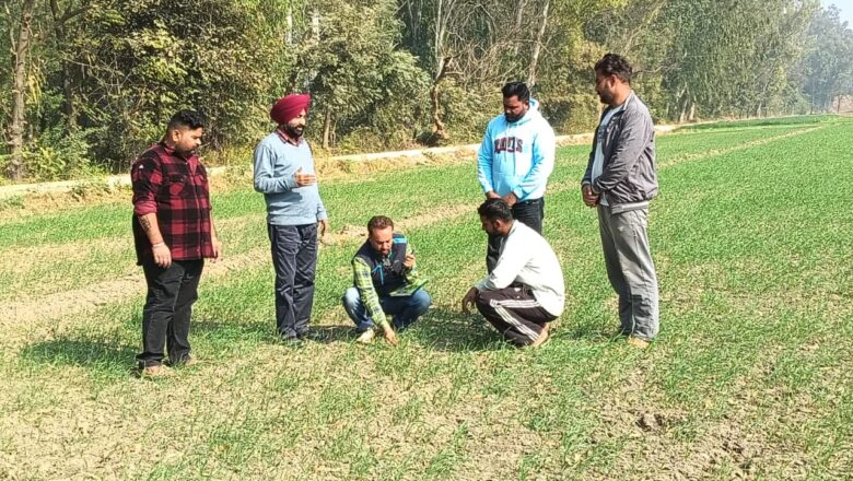 ਮੁੱਖ ਖੇਤੀਬਾੜੀ ਅਫ਼ਸਰ ਵੱਲੋਂ ਪਿੰਡ ਕੋਟੜਾ ਕਲਾਂ, ਭੀਖੀ, ਢੈਪਈ ਤੇ ਜੱਸੜਵਾਲ ਵਿਚ ਕਣਕ ਦੀ ਫ਼ਸਲ ਦਾ ਨਿਰੀਖਣ