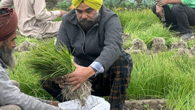 ਸੰਦੋੜ ਦਾ ਕਿਸਾਨ ਤੀਰਥ ਸਿੰਘ ਬਣਿਆ ਫਸਲੀ ਵਿਭਿੰਨਤਾ ਦਾ ਚਾਨਣ ਮੁਨਾਰਾ