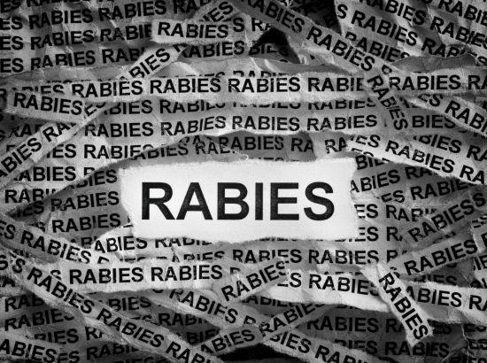 ਗੰਭੀਰ ਸੰਕਟ ਤੋਂ ਮੁਕੰਮਲ ਇਲਾਜ ਵੱਲ ਕਦਮ: ਭਗਵੰਤ ਮਾਨ ਸਰਕਾਰ ਨੇ ਪੰਜਾਬ ਵਿੱਚ ਰੇਬੀਜ਼ ਦੇ ਖ਼ਤਰੇ ਨਾਲ ਨਜਿੱਠਣ ਲਈ ਕੀਤੇ ਵਿਆਪਕ ਸੁਧਾਰ