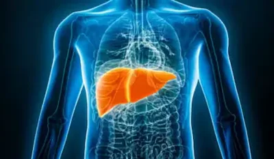 Signs of Liver Damage: ਸੱਜੇ ਮੋਢੇ ਦੇ ਦਰਦ ਤੋਂ ਲੈ ਕੇ ਲਗਾਤਾਰ ਥਕਾਵਟ ਤੱਕ, ਇਹ ਲੱਛਣ ਨਾ ਕਰੋ ਨਜ਼ਰਅੰਦਾਜ਼
